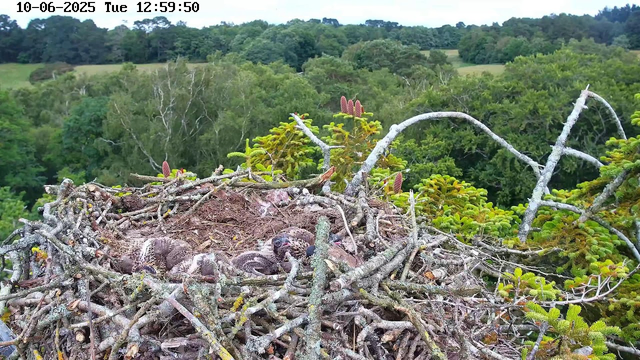 A bird's nest made of sticks and twigs is situated high in the branches of a tree. Inside the nest, there are several young birds with fluffy feathers and a few adult birds, possibly the parents. The nest is surrounded by lush green foliage, with a dense forest and rolling hills in the background. The image is timestamped "10-06-2025 Tuesday 12:59:50" at the top.