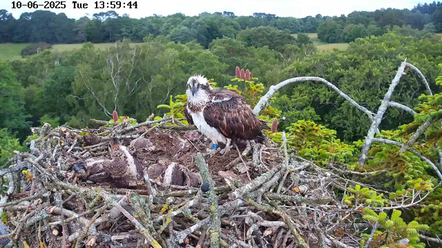 A large osprey is perched on the edge of its nest, which is made of an intricate assortment of sticks and branches. The adult osprey has a white head with a dark eye stripe, brown wings, and a white underside. Two young osprey chicks with downy feathers are lying in the nest, looking around. The background features a lush green forest with a mix of trees and foliage, and the sky is clear. The image is timestamped "10-06-2025 Tue 13:59:44" at the top.