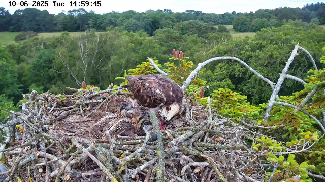 A bald eagle's nest is perched high in a tree, with a juvenile eagle and a fledgling nestled inside. The adult eagle is standing on the edge of the nest, looking downward. The nest is made of large sticks and branches, surrounded by lush green foliage, with a dense forest in the background under a cloudy sky. The image is timestamped "10-06-2025 Tue 14:59:45" at the top left corner.