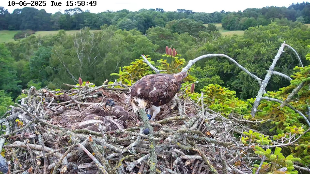 A large bird of prey, likely an eagle, stands on its nest made of intertwined sticks and branches. The nest contains two chicks that appear to be very young. The eagle is looking downward, possibly feeding or tending to the chicks. The background features a dense, green forest with a variety of trees and foliage under a clear sky. The image date and time are displayed at the top left corner.