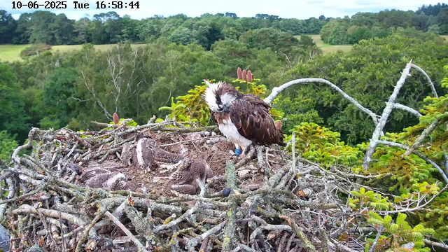 A large osprey stands on the edge of its nest, surrounded by several hatchlings. The nest is made of sticks and is situated high above a lush, green forest. The osprey appears to be caring for its young, with one hatchling slightly to the left, partially under the parent's protective posture. The background shows dense trees and rolling hills under a partly cloudy sky. The image is timestamped "10-06-2025 Tue 16:58:44" at the top left corner.