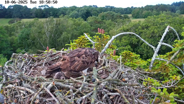 A mature bird of prey, likely an osprey, is perched on a large nest made of intertwined sticks and branches. The nest is situated high in a tree with lush green foliage, surrounded by coniferous branches. The background features a dense forest with various trees stretching to the horizon under a cloudy sky. A timestamp in the top left corner indicates the date and time as October 6, 2025, Tuesday at 18:58:50.