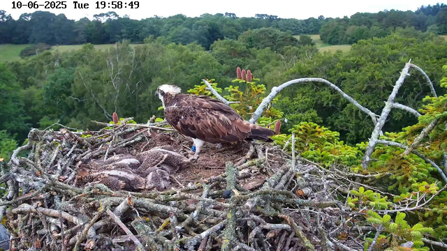 An adult bird of prey, likely an osprey, sits on a large nest made of sticks and twigs, with several fuzzy, downy chicks nestled beneath it. The nest is situated high in a tree surrounded by lush green foliage and rolling hills in the background. The image is timestamped "10-06-2025 Tue 19:58:49" at the top.