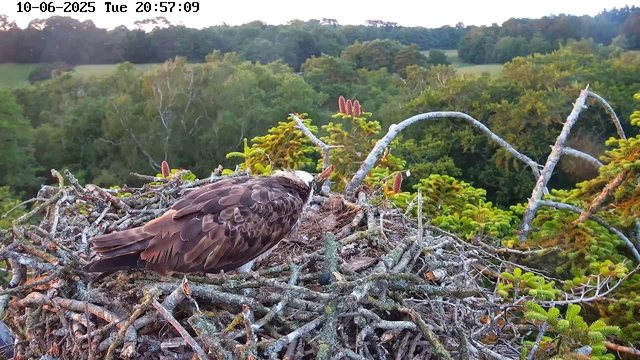 A young bird with brown feathers is sitting in a large nest made of twigs and branches. The nest is high in a tree, overlooking a dense green forest with various trees and foliage. The sky appears to be clear, and the scene is captured during the evening. The timestamp reads "10-06-2025 Tuesday 20:57:09".