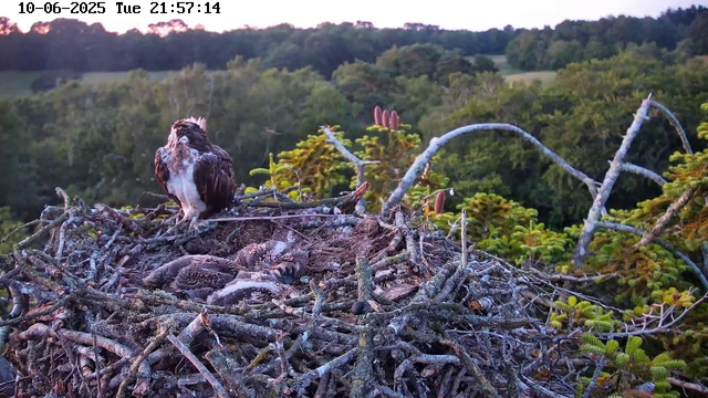 A bird of prey, likely an osprey, is perched on the edge of its large nest made of sticks. The nest contains several chicks, which are covered in downy feathers. The background features a lush green forest with trees extending to the horizon, and the sky appears to be at dusk or dawn with soft lighting. The timestamp in the corner indicates the date and time as June 10, 2025, at 9:57 PM.