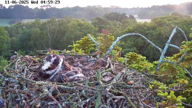 An adult bald eagle is sitting in a large nest made of twigs and branches, with a partly-grown chick nestled close to it. The nest is high in a tree surrounded by green foliage, with a forested landscape in the background. The scene is lit by early morning sunlight, and the timestamp reads 11-06-2025 Wed 04:59:29.
