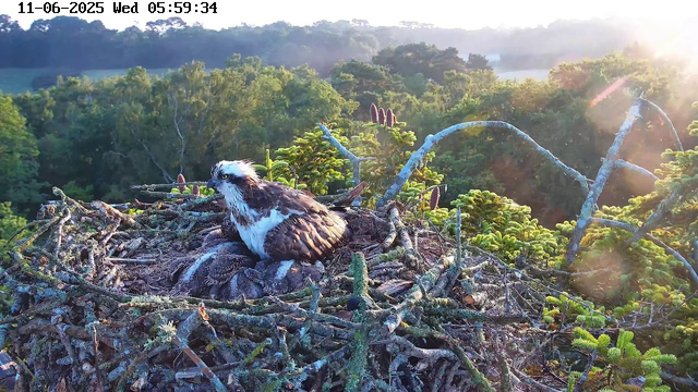 A young osprey is sitting in a nest made of twigs and branches, with some green moss and small plants. The nest is elevated among dense, green pine trees. The osprey has a white head with a dark eye stripe, brown upperparts, and white underparts. The background shows a forest with sunlight shining through the trees, and the scene appears to be early morning, with the date and time displayed at the top.