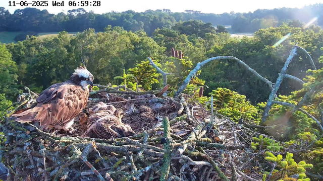 A raptor, likely a hawk or eagle, is perched on a nest made of twigs and branches in a tall tree. The bird has a white crest on its head, dark eyes, and brown feathers. The nest contains two young chicks, partially obscured by the branches. The background shows a lush, green forest with sunlight streaming through the trees, and the scene is captured in the early morning as indicated by the timestamp on the top.