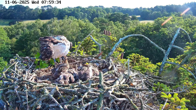 A nest on top of a tree with an adult bird of prey, likely an osprey, sitting among newly hatched chicks. The adult bird is standing on the nest, which is made of sticks and surrounded by green foliage and tree branches. The background features a lush, green forest under a bright, clear sky. The timestamp on the image indicates it was captured on June 11, 2025, at 7:59 AM.