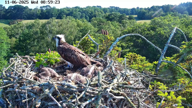 A bald eagle stands on its nest, surrounded by young eaglets. The nest is made of twigs and branches, situated high in a tree. The background shows a lush, green landscape with rolling hills and dense forest under a clear, sunny sky. The image is timestamped "11-06-2025 Wed 08:59:23" in the top left corner.