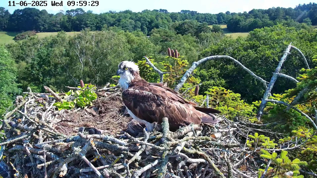 A mature osprey is perched on a large nest made of sticks and twigs. The bird has a white head with a dark eye stripe, yellow eyes, and a sharp, hooked beak. Its body feathers are brown with a white underside. The nest is situated high among green trees, with a lush landscape of dense forest and rolling hills in the background under a clear, sunny sky. The image is timestamped June 11, 2025, at 9:59 AM.