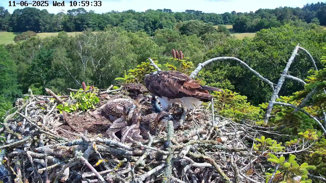 A bird of prey, likely an osprey, is perched on a nest made of sticks and twigs, with two chick osprey birds nearby. The adult osprey is looking downward, while the chicks are sitting close to each other. The nest is situated high in a tree with lush green foliage and a distant landscape of dense trees and rolling hills in the background. The date and time, "11-06-2025 Wed 10:59:33," are displayed at the top of the image.