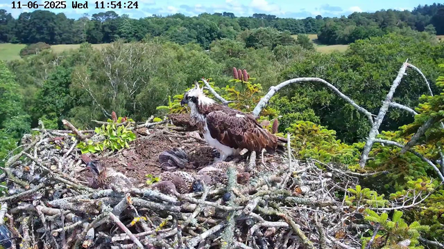 An adult osprey with brown and white plumage stands on a large nest made of sticks and branches, surrounded by green foliage and trees. Several chicks are visible in the nest, with some covered in downy feathers. The background features a lush, green landscape with rolling hills and a partly cloudy sky. The image is timestamped "11-06-2025 Wed 11:54:24".