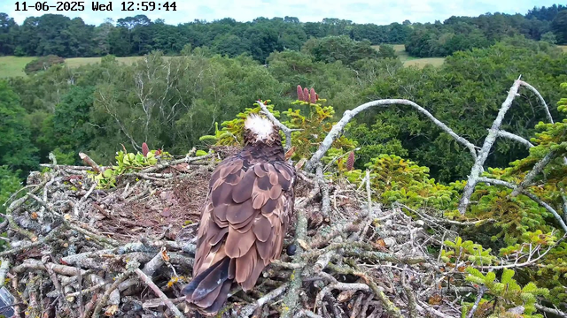 A young bird of prey, likely an osprey, with brown and white feathers, is perched on a large nest made of sticks and twigs on top of a tree. The bird is facing away, looking into a lush green canopy of trees in the background, with dense foliage and a partly cloudy sky. The scene is captured from a webcam, with a timestamp at the top indicating the date and time.