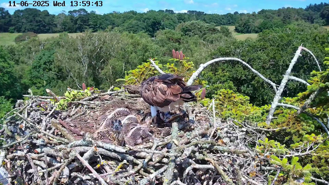 A mature bird of prey, likely an osprey, stands on the edge of a large nest made of sticks and twigs, with a fledgling bird lying on the nest's surface. The nest is situated high in a tree, overlooking a lush green forest with rolling hills in the background. The sky is partly cloudy with patches of blue. A timestamp at the top of the image shows the date and time as June 11, 2025, at 13:59:43.