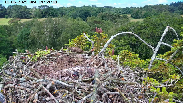 A bird's nest made of twigs and branches sits high in the trees, with dense green foliage and rolling hills in the background under a clear sky. Two fledgling birds are visible in the nest. The scene is captured by a webcam, with a timestamp indicating the date as November 6, 2025, and the time as 14:59:48.