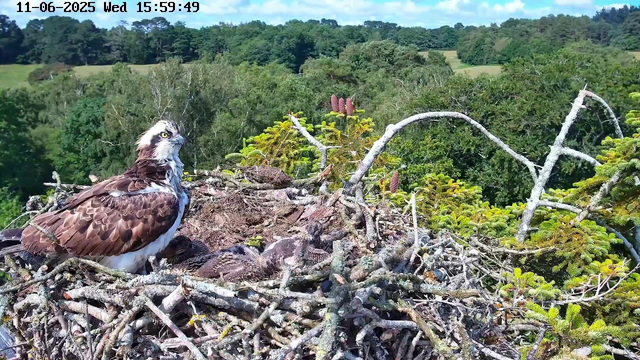 An osprey is sitting on a large nest made of sticks atop a tall tree, with several young chicks visible beneath its wings. The background shows a lush, green landscape of trees and rolling hills under a blue sky with some clouds. The timestamp at the top indicates the date as June 11, 2025, and the time as 15:59:49.