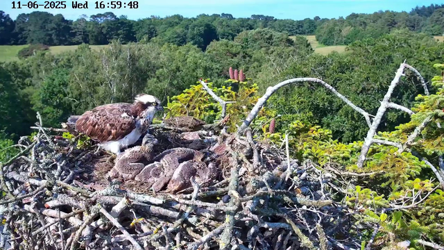 A large bird of prey, likely an osprey, is perched on the edge of its nest made of sticks and branches. The nest contains three young hatchlings covered in downy feathers. The adult bird is looking down at the hatchlings, with its head turned slightly to the side. The background shows a lush green forest under a clear blue sky. The timestamp on the image reads "11-06-2025 Wed 16:59:48."
