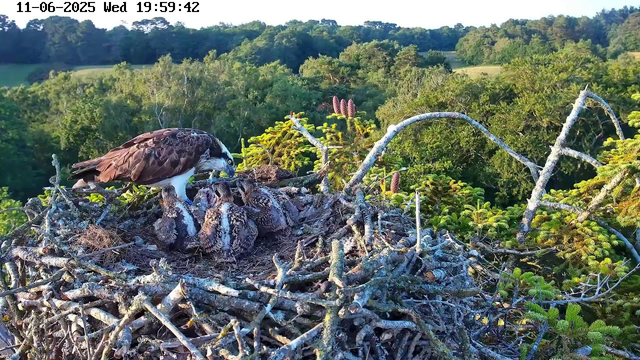 An adult bird of prey, likely an osprey, stands on a large nest made of sticks and twigs. The osprey is watching over four fluffy, speckled nestlings. The nest is situated high in the treetops, with a lush green forest and rolling hills in the background. The image was captured in the early evening, as indicated by the timestamp at the top.