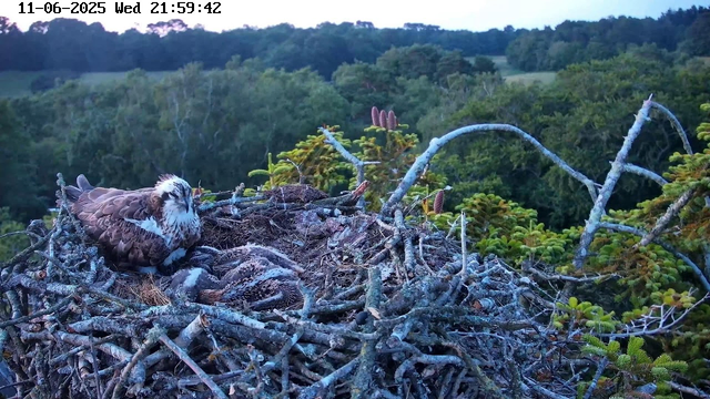 A bird of prey, likely an osprey, is resting on its nest made of sticks and twigs. The nest is situated high in a tree, overlooking a dense green forest. The time and date are displayed in the top left corner of the image.