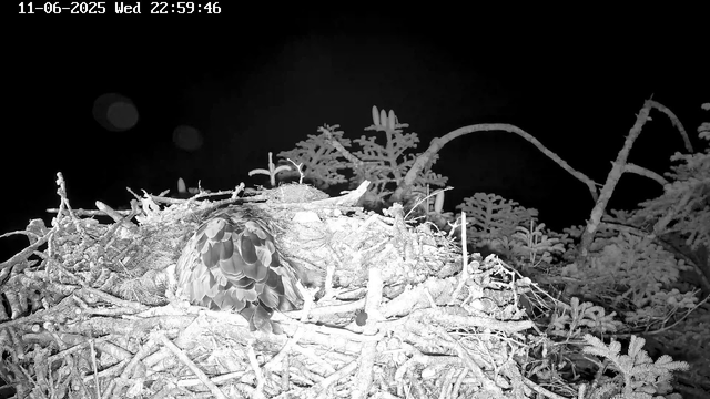 A bird's nest built among tree branches with a bird inside, seen at night through a security camera. The nest appears to be made of twigs, leaves, and other natural materials, with some feathers visible. The scene is illuminated in black and white due to night vision. The timestamp on the image indicates the date as November 6, 2025, and the time as 22:59:46.