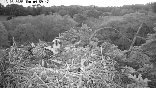 A bird of prey, likely an osprey, is sitting on a large nest made of sticks and twigs high in a tree. The nest contains several smaller birds, possibly chicks or fledglings. The background features a dense forest with trees extending to the horizon. The image is in black and white, and the timestamp indicates it was taken early in the morning.