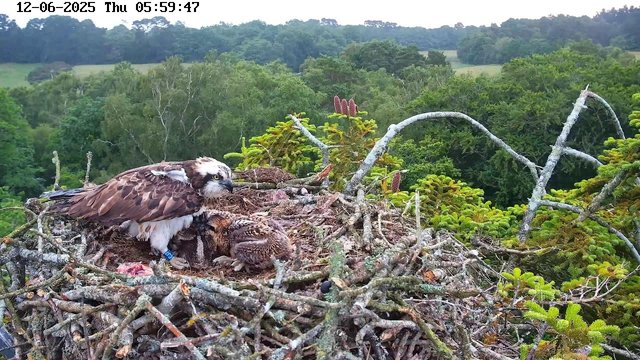 An adult osprey with white and brown feathers stands on the edge of a large nest made of sticks and twigs, with a smaller, downy chick lying nearby. The nest is high above a lush green forest with dense trees and rolling hills in the background. The scene is captured in early morning light, with the date and time shown at the top of the image.
