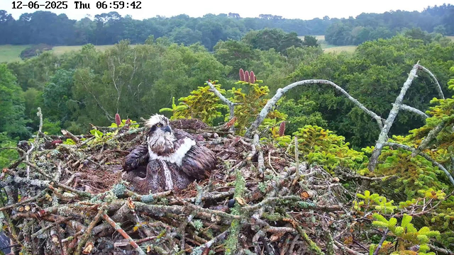A young osprey chick sits in its nest made of sticks and twigs, surrounded by green foliage and branches. The nest is situated high among trees in a lush, forested landscape, with rolling hills and dense greenery in the background. The image includes a timestamp indicating it was taken on December 6, 2025, at 6:59 AM.