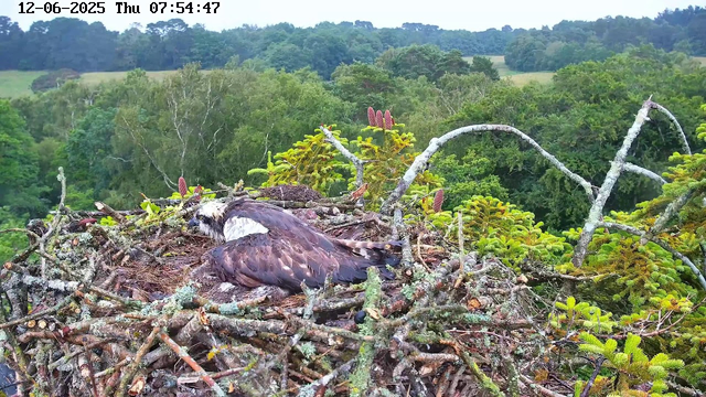 A great horned owl is resting in its nest made of twigs on top of a tree. The nest is surrounded by lush green foliage and branches, with a background of dense trees and rolling hills under a cloudy sky. The image is timestamped "12-06-2025 Thu 07:54:47" at the top.