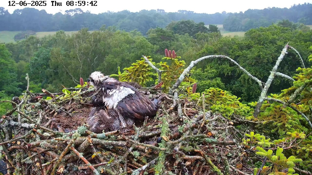 A young osprey chick with wet feathers sitting in a large nest made of sticks, surrounded by green trees and foliage. An adult osprey is perched beside it, tending to the chick. In the background, there are rolling hills covered with forest. The timestamp on the image shows it was taken on December 6, 2025, at 8:59 AM.