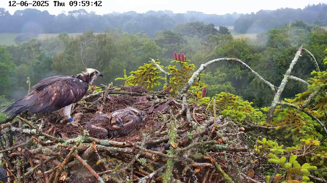 A large bird of prey, likely an osprey, is perched on the edge of its nest made of sticks and branches. The nest contains two young osprey chicks, curled up and covered in downy feathers. The background features a lush green forest with various trees and foliage, under a cloudy sky. The timestamp on the image shows it was taken on December 6, 2025, at 9:59 AM.