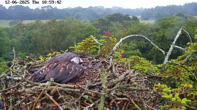 A bird is resting in a nest made of twigs and branches, situated among lush green trees and foliage. The scene is set in a forested area, with rolling hills and dense trees visible in the background. The sky appears overcast or hazy, and the image includes a timestamp at the top left corner.