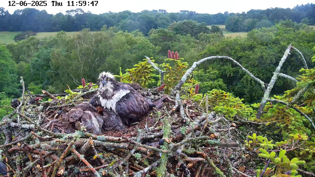 A young osprey chick is lying in a nest made of twigs, covered with moss and lichen, surrounded by lush green trees and distant rolling hills. An adult osprey with wet, ruffled feathers and a partly ruffled head is sitting next to the chick, watching over it. The scene is set outdoors, and the time and date are displayed at the top of the image.