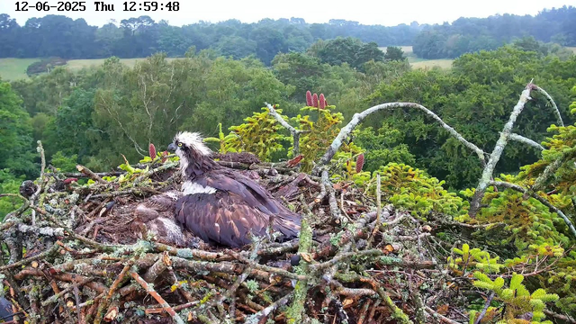 An osprey is sitting on a nest made of twigs and branches high in a tree, with a small chick or egg next to it. The background shows a lush, green forest with dense trees and a distant, gently rolling landscape under a cloudy sky. The image appears to be captured from a webcam, with a timestamp at the top indicating "12-06-2025 Thu 12:59:48."