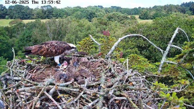 A large bird of prey, likely an osprey, is sitting on a nest made of twigs and branches, feeding two young chicks. The chicks have downy feathers and are looking around. The nest is high in a tree, with a lush green forest and rolling hills in the background under a bright sky. The image is timestamped "12-06-2025 Thu 13:59:42".