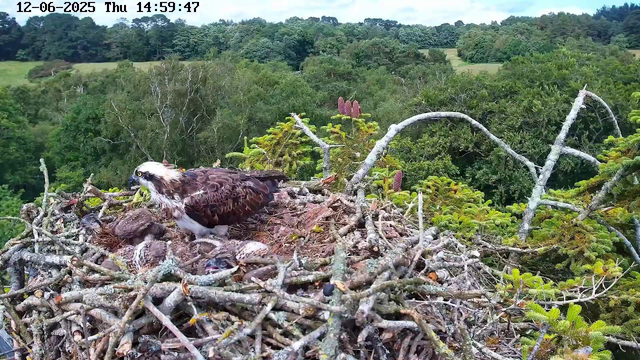 A bird of prey, possibly an osprey, is tending to its nest filled with several hatchlings. The nest is made of sticks and is situated high among green, leafy trees. The background shows a lush, forested landscape extending to distant hills under a bright, clear sky. The timestamp at the top reads "12-06-2025 Thu 14:59:47."
