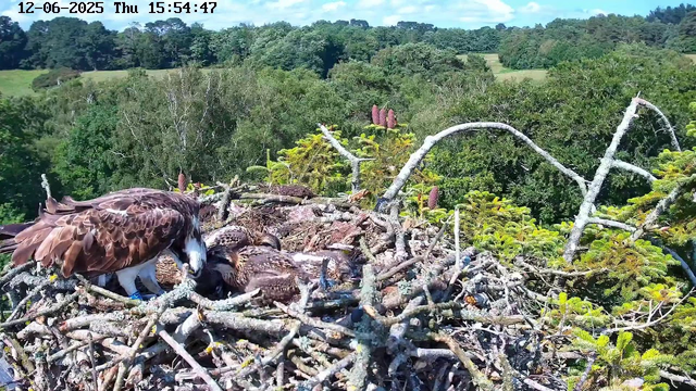An adult bird of prey, likely an eagle, is tending to two hatchlings in a large nest made of sticks and twigs. The nest is high in a tree, surrounded by green foliage and distant rolling hills. The scene is bright and sunny, with a clear blue sky. The image is timestamped "12-06-2025 Thu 15:54:47" at the top.