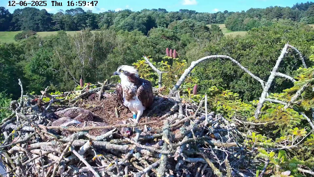 A juvenile osprey is perched on the edge of a large nest made of sticks, high above a lush green forest. The osprey has brown and white feathers, with distinctive yellow eyes and a sharp beak. In the nest, there are several small, downy new chicks. The background shows dense trees and rolling hills under a bright blue sky with a few clouds. The timestamp in the upper left corner indicates the date as December 6, 2025, and the time as 4:59 PM.