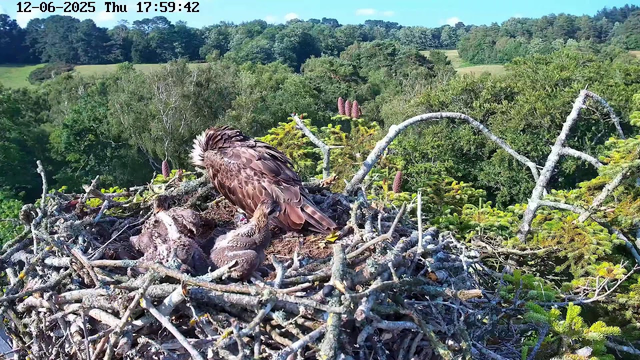 A nest high in a tree containing a mature bird of prey with brown and white feathers, leaning over two newly hatched chicks covered in downy feathers. The nest is made of twigs and branches, with green foliage and purple-topped plants in the background. The scene is set against a lush, green landscape under a clear sky.