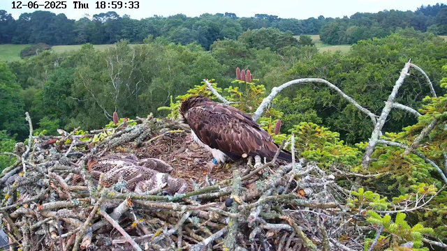 A bald eagle stands on a large nest made of sticks and branches, with some green plants and pinecones, surrounded by dense green forest and rolling hills in the background under a cloudy sky.