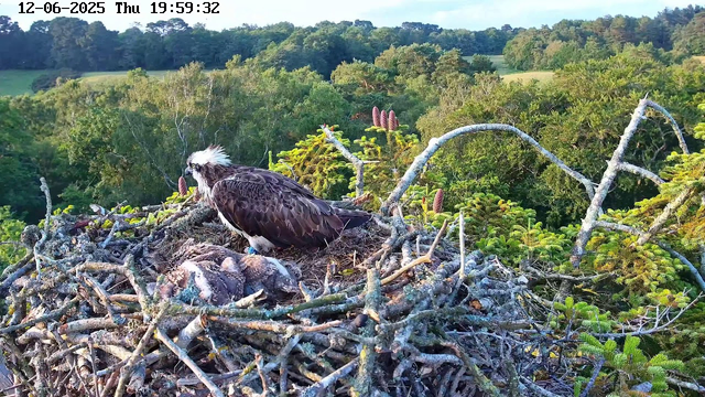A young osprey chick is lying in a large nest made of sticks and twigs, with an adult osprey perched nearby. The nest is situated high above a lush green forest with rolling hills in the background. The scene is captured in the evening, with the timestamp showing 19:59:32 on December 6, 2025. The sky is partly cloudy, and the surrounding vegetation includes some purple-tipped plants.