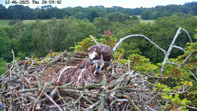 An osprey nest made of sticks and branches positioned atop a tree, with two young osprey chicks lying close together in the nest. An adult osprey is perched in the nest, leaning forward and feeding one of the chicks. The background shows a lush green forest with various trees and a hilly landscape under a partly cloudy sky. The timestamp on the image indicates it was taken on December 6, 2025, at 8:59 PM.