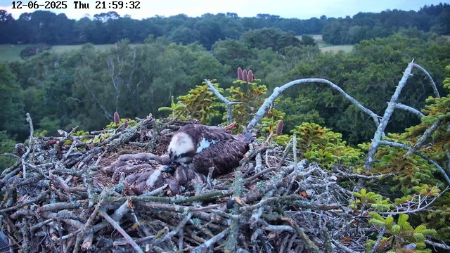 A bird of prey, likely an osprey, is in a nest made of sticks and branches on a tree. The eagle is tending to two small, downy chicks. The nest is surrounded by green foliage with various trees and bushes in the background. The image is taken during the evening, as indicated by the timestamp at the top of the image.