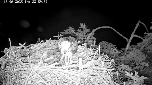 A bird of prey, possibly a hawk, is perched in its nest made of twigs and branches, with a chick nearby. The scene is black and white, with surrounding foliage and tree branches visible against a dark night sky. The timestamp indicates the date as December 6, 2025, and the time as 10:59 PM.