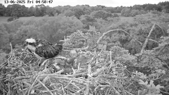 A black-and-white image from a webcam shows an osprey perched on the edge of its nest, which is made of twigs and branches. Inside the nest, there are several downy chicks. The background reveals a dense forest with a variety of trees and foliage under a clear sky. The timestamp indicates the date as June 13, 2025, at 4:58 AM on a Friday.