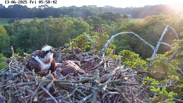 An osprey sits on its nest made of sticks, with two chicks nestled beneath its wings. The background features a lush green forest with a variety of trees, and the sun is shining brightly, casting a warm light over the scene. The timestamp at the top indicates the date as June 13, 2025, and the time as 5:58 AM.