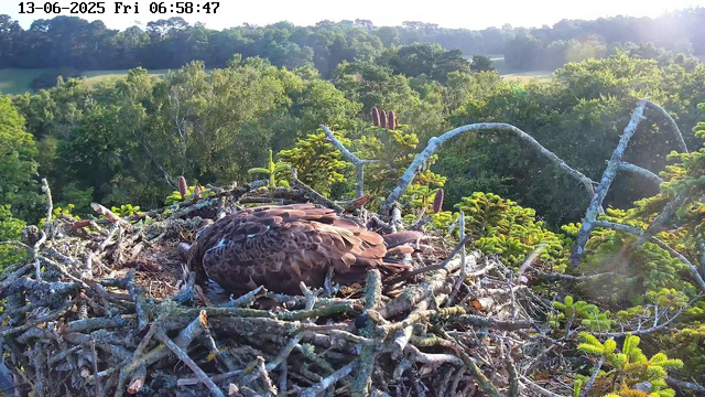 A hawk is resting in its nest made of sticks, situated high among green tree branches. The nest is surrounded by lush foliage with a dense forest background. The sunlight is bright, illuminating the scene, and the timestamp in the upper left corner indicates early morning on June 13, 2025.