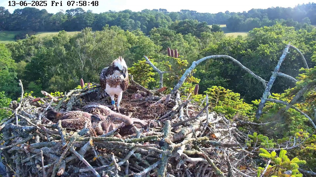 A bird of prey, possibly an osprey, is standing on the edge of its large nest made of sticks and branches. Inside the nest, there are several hatchlings. The background shows a lush, green, forested landscape with rolling hills under a clear sky. The image is timestamped "13-06-2025 Fri 07:58:48".