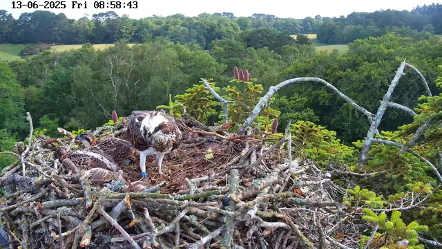 A bird's nest built on the branches of a tree contains three young birds and a flying adult bird. The nest is made of twigs and branches, situated among green foliage with a forested landscape in the background. The top left corner of the image displays the date and time: 13-06-2025, Friday, 08:58:43.
