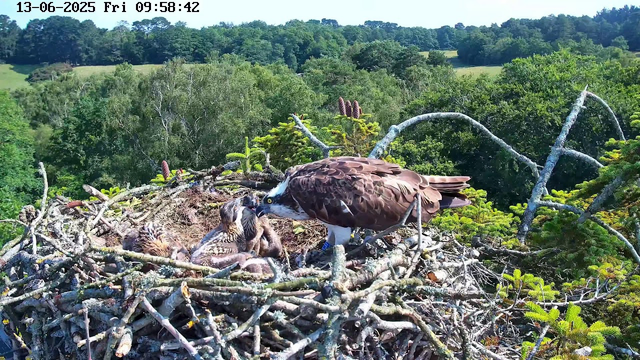 An adult osprey stands on a large nest made of sticks, leaning forward to feed or interact with several chick ospreys. The chicks are huddled together, some with wings partially spread, and appear to be pecking at the adult or tucking their heads in. The nest is situated high in a tree, surrounded by dense green foliage, with a background of rolling green hills and trees under a clear sky. The image is timestamped at the top with the date and time: June 13, 2025, 09:58:42 AM.